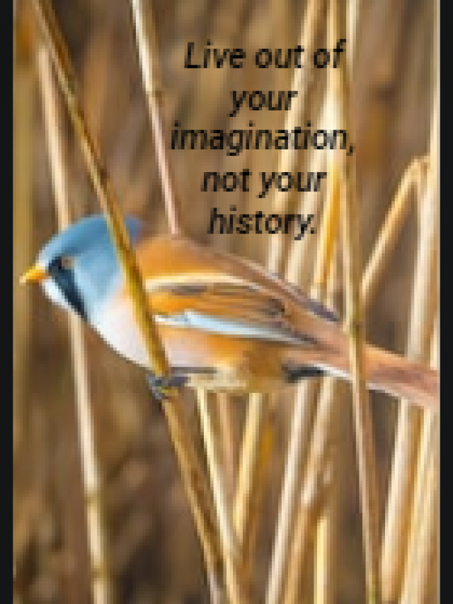 Live out of your imagination, not your history.